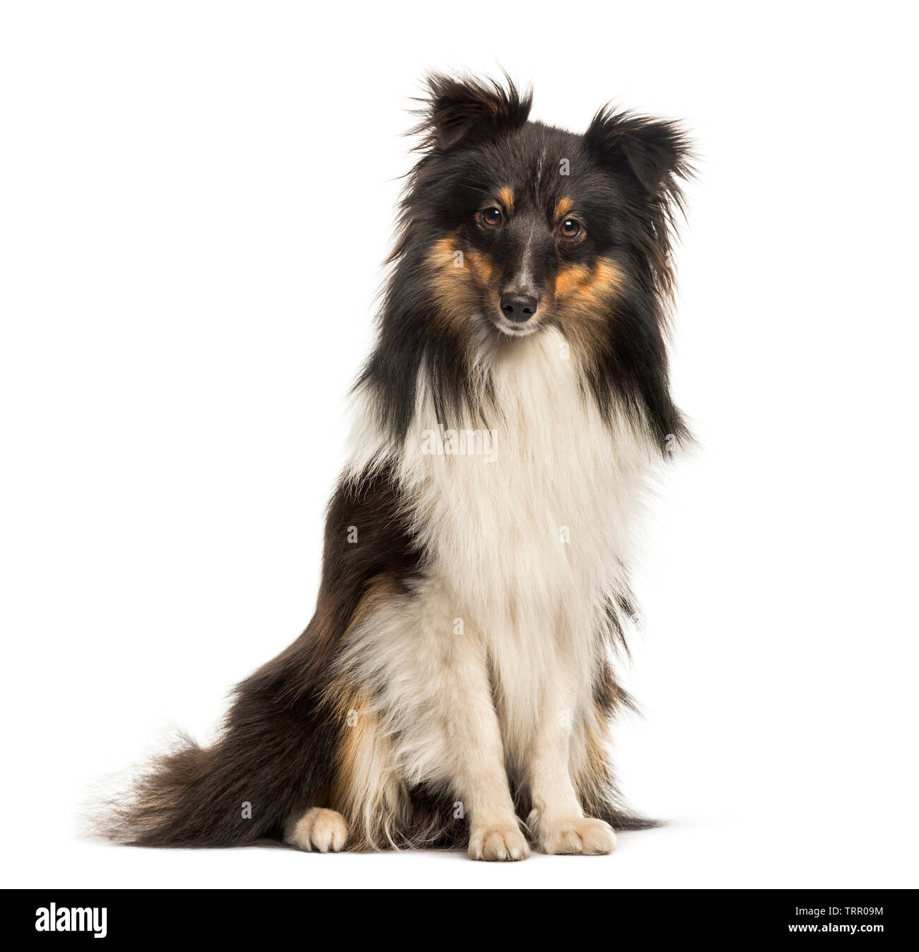 Shetland Sheepdog, 10 months old, sitting in front of white background Stock Photo