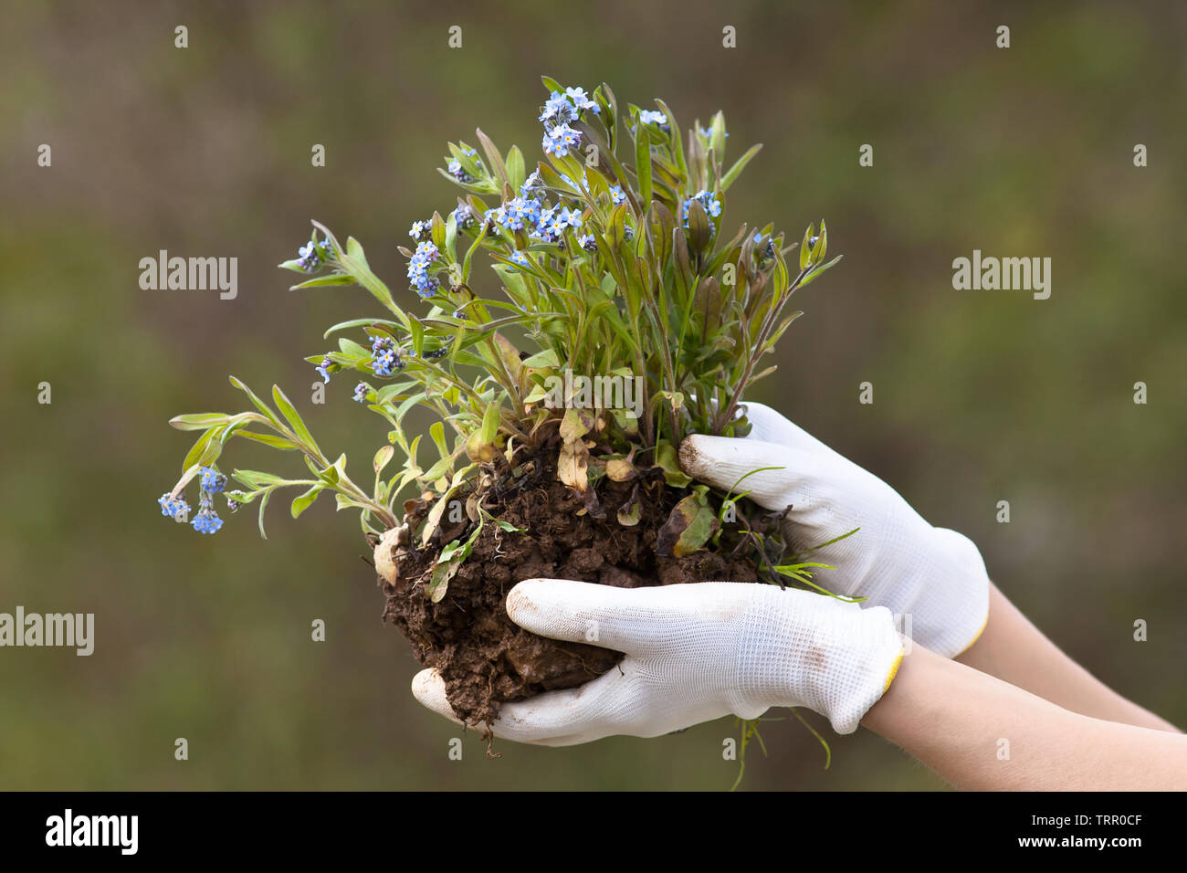 hand in gloves holding forget-me-not ready to planting, closeup Stock Photo