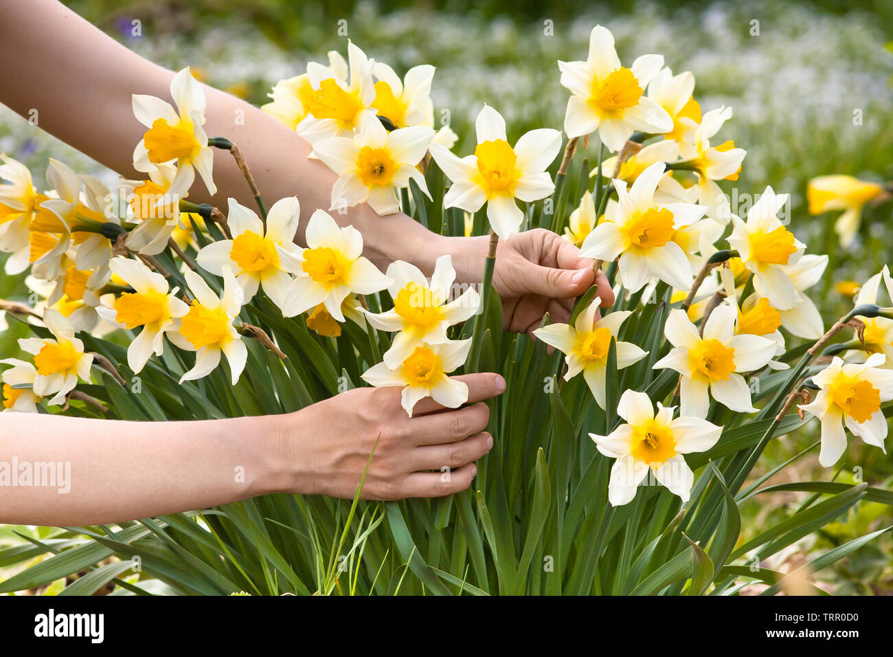 hands picking narcissus flowers in the garden, closeup Stock Photo
