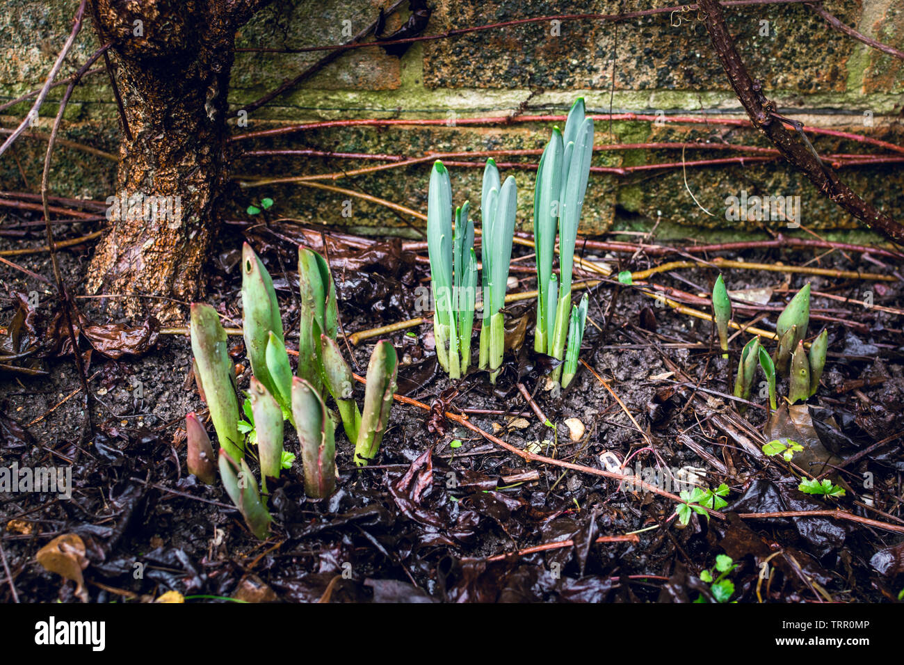 Emerging Daffodil sprouts in early Spring on rainy day 1 Stock Photo