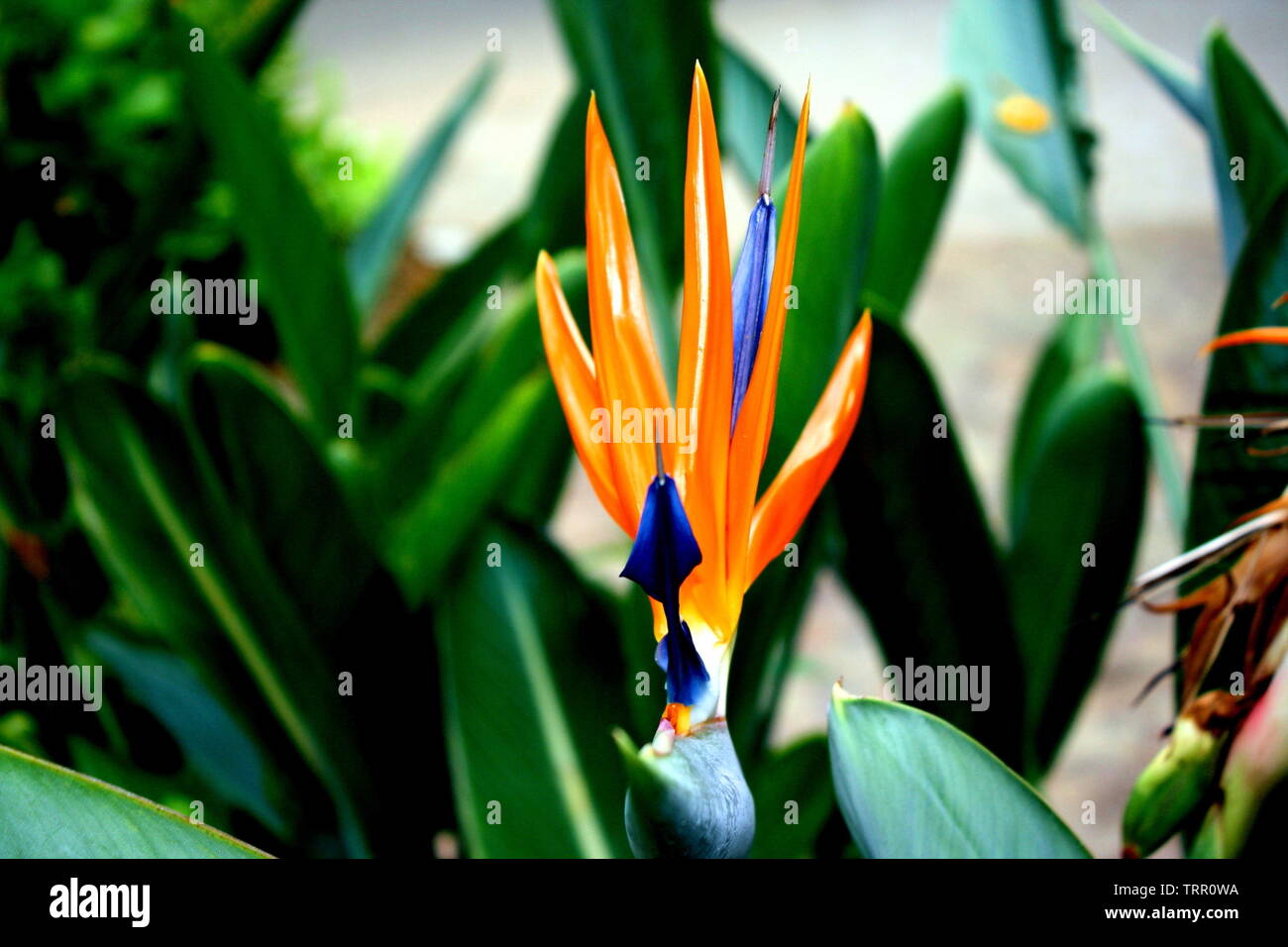 Frontal view of a Bird of Paradise flower in Hawaii Stock Photo