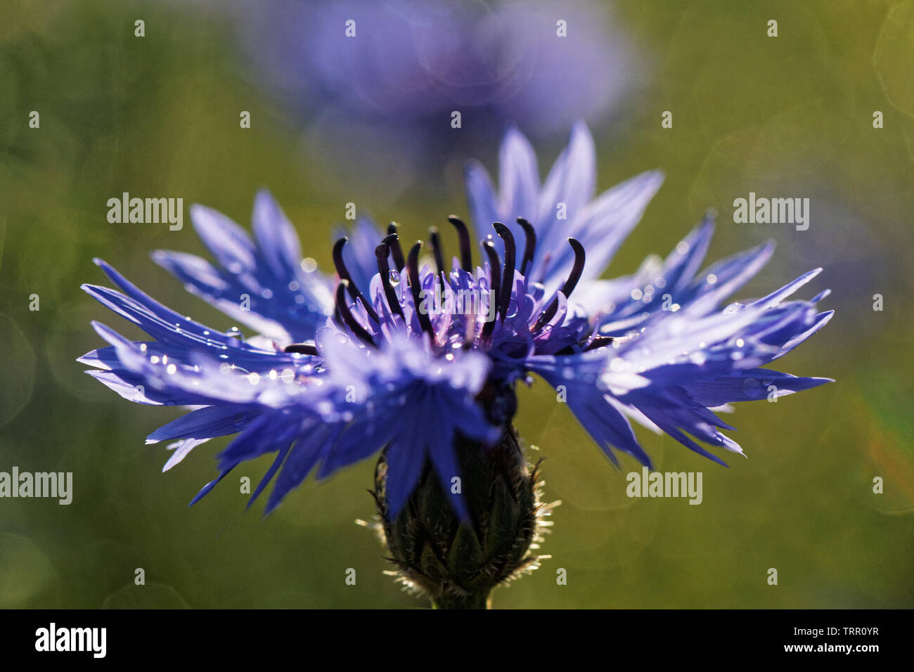 Blue bachelor button flowers, cornflower on a sunny day Stock Photo