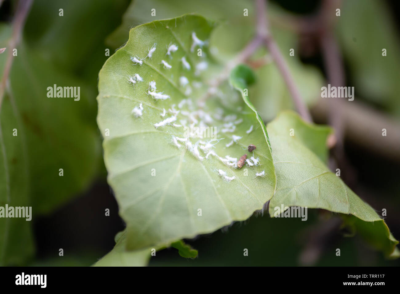 Close-up of mealybugs (Pseudococcidae) on leaves of a European hornbeam hedge. Stock Photo