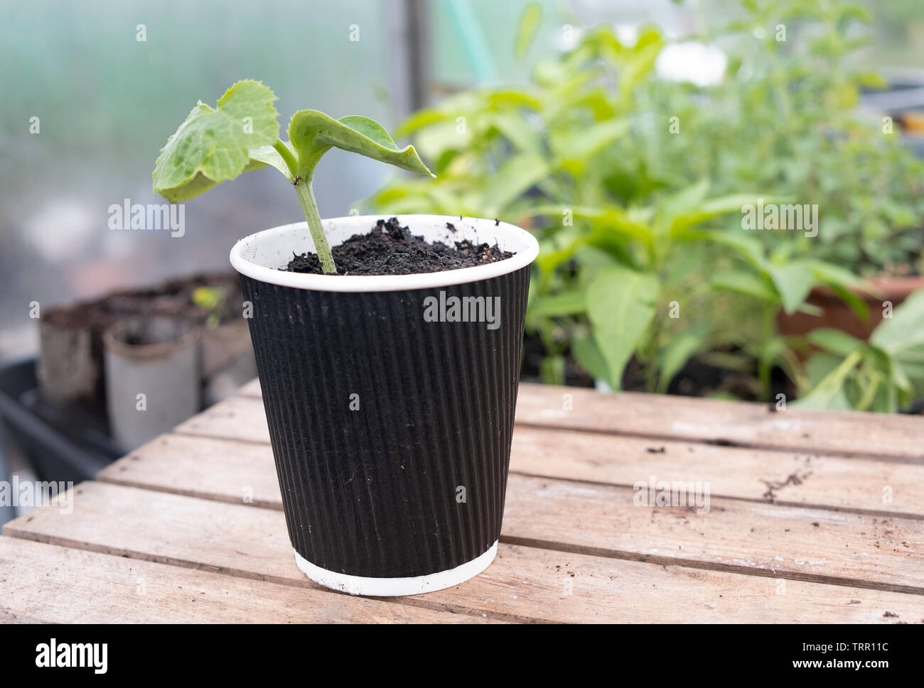 Recycle Plastic Cups Into Plants