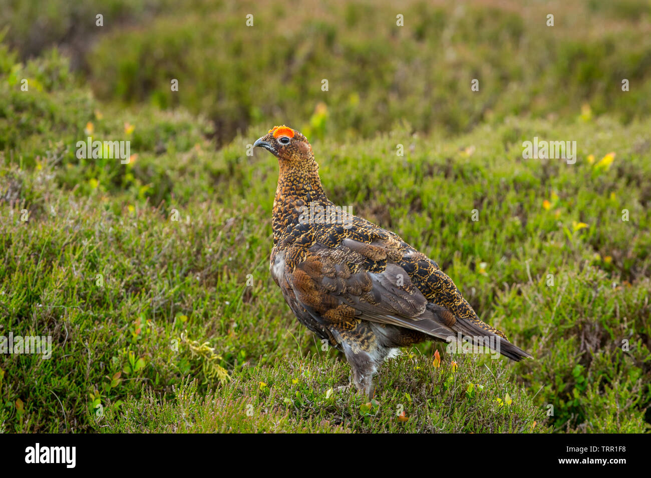 Red Grouse male with bright red eyebrow during the nesting season.  Stood in natural moorland habitat, Scientific name: Lagopus lagopus. Landscape Stock Photo