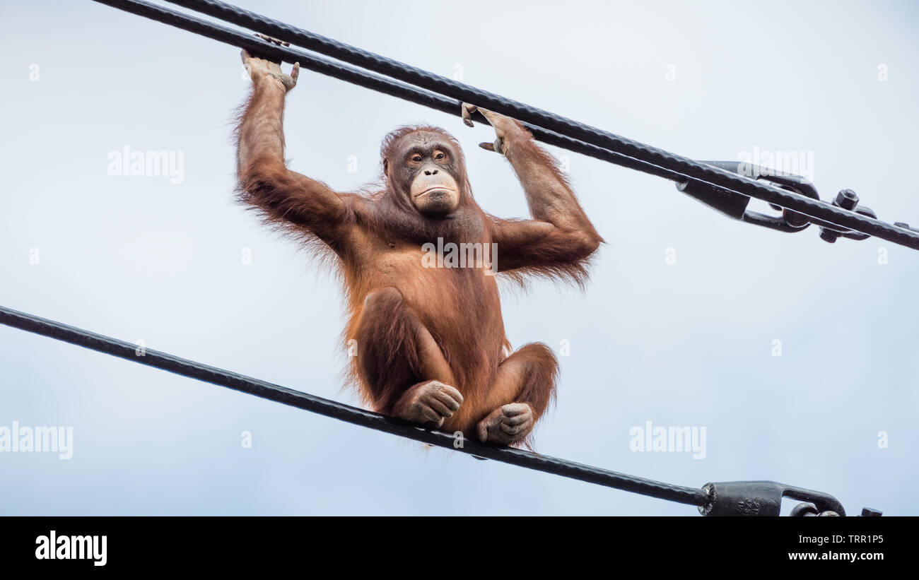 Dublin Zoo, Dublin, Ireland: a captive juvenile Orangutan fearlessly