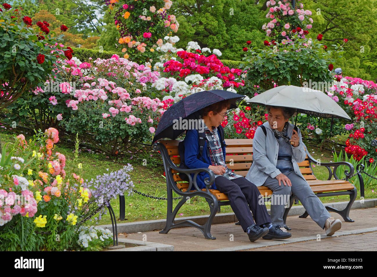 YOKOHAMA, JAPAN, May 20, 2019 Flower gardens at Yamashita Park on the
