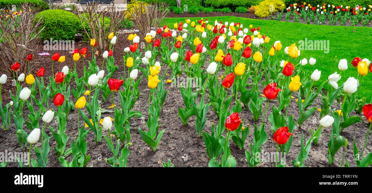 Flowering tulips in the City Garden Sculpture Park St Louis Missouri USA. Stock Photo