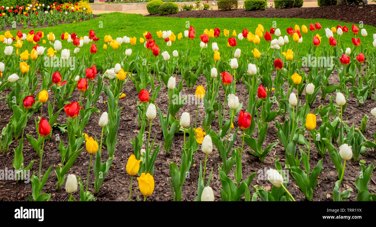 Flowering tulips in the City Garden Sculpture Park St Louis Missouri USA. Stock Photo