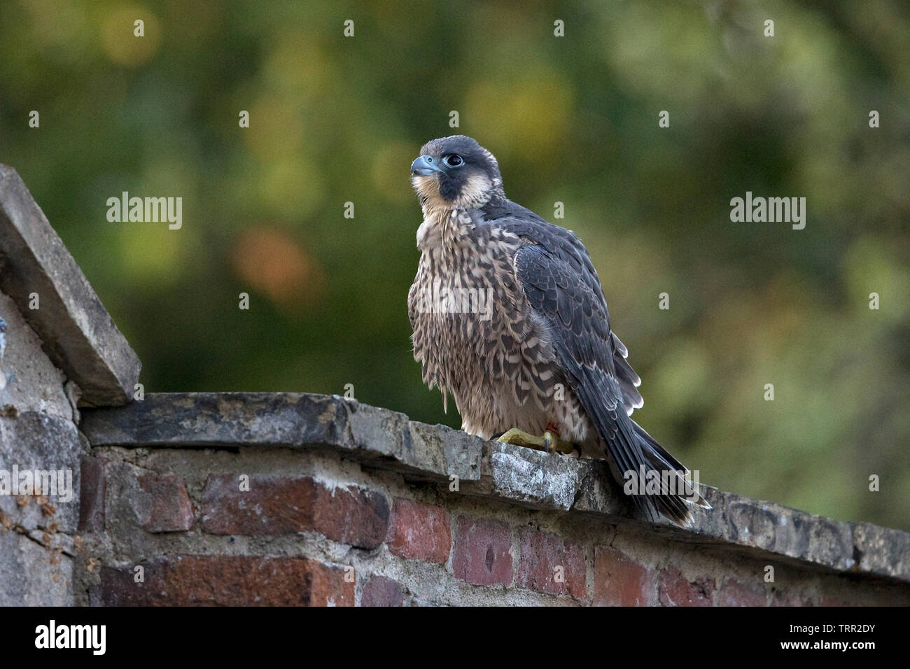 Peregrine Falcon Falco Peregrinus Norwich Cathedral 2019