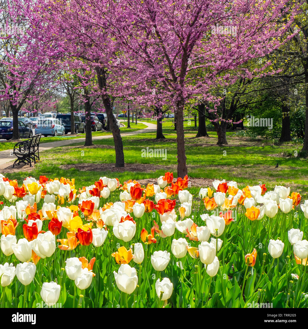 Red white and yellow flowering tulips and eastern redbud trees in