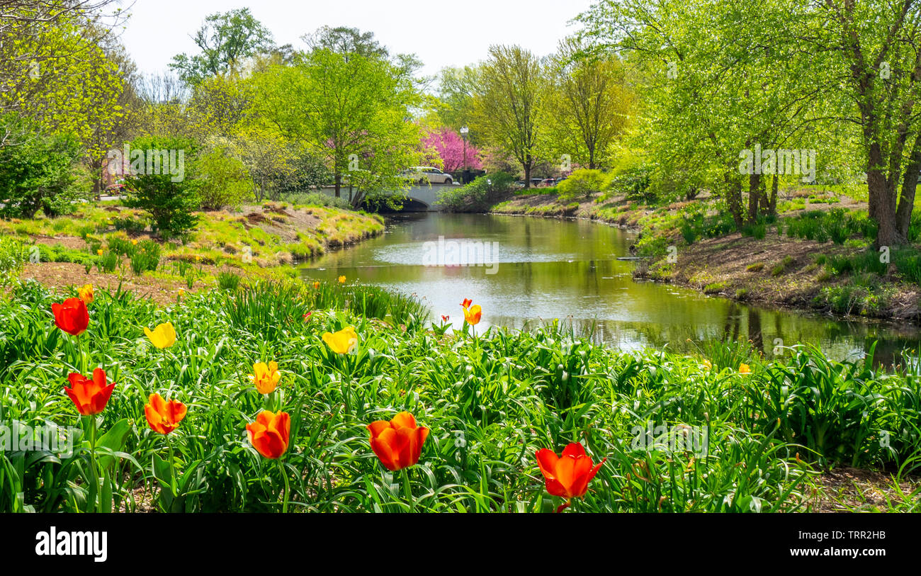 Garden of red and yellow tulips growing on the banks of River des Peres