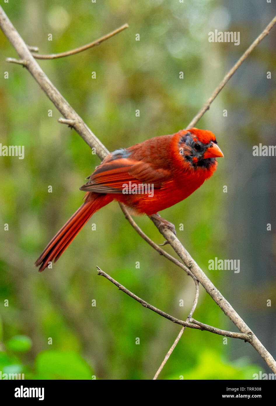 Redbird or common cardinal, Cardinalis cardinalis on a twig. Stock Photo
