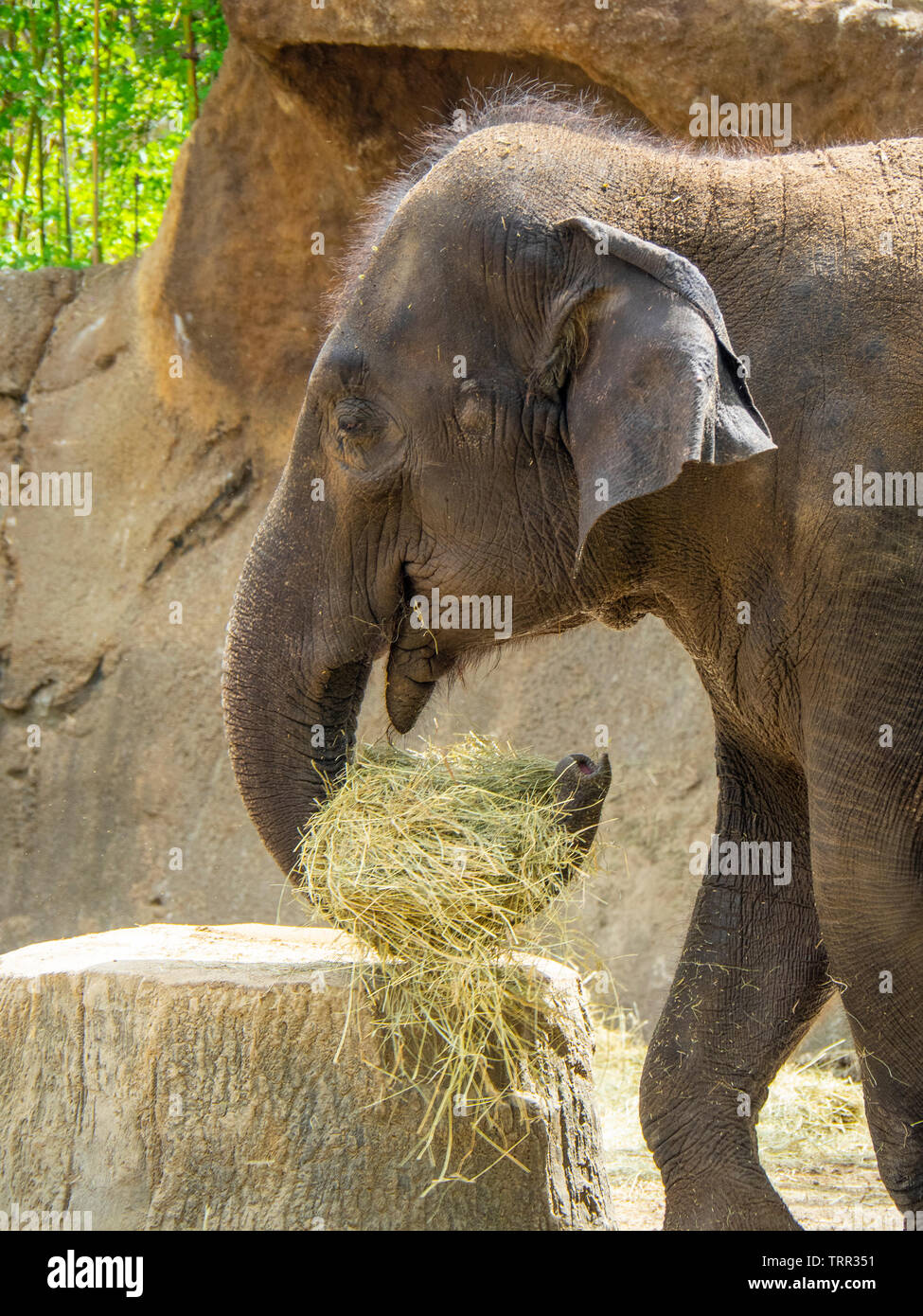 St louis zoo missouri hi-res stock photography and images - Alamy