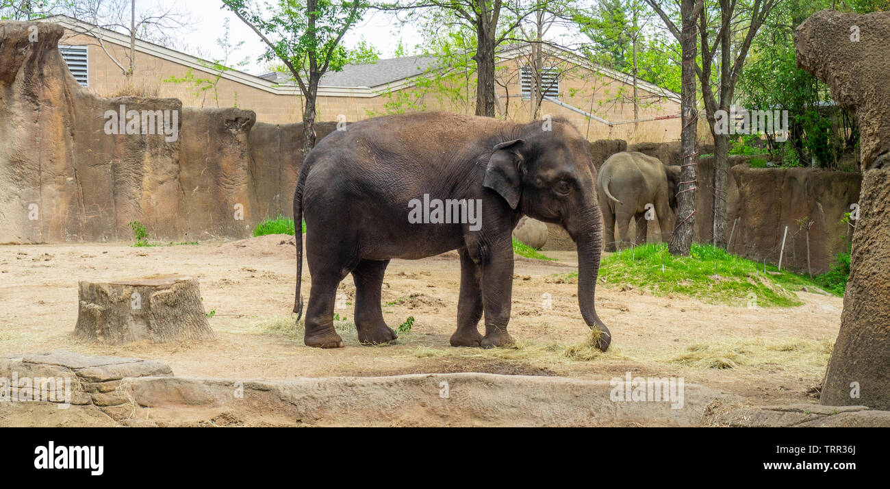 Asian Elephant in enclosure at St Louis Zoo, Forest Park Missouri USA ...