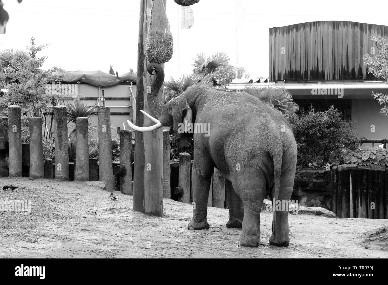 Asian elephant at Chester zoo, Chester Cheshire Stock Photo Alamy