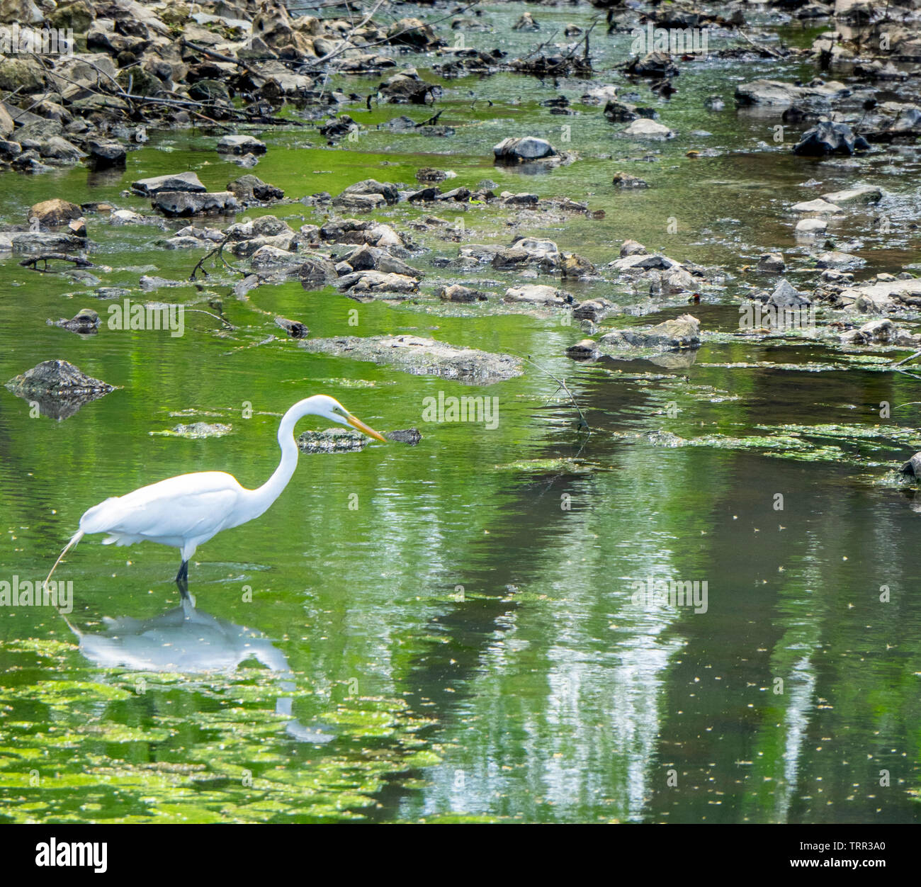 White crane bird hires stock photography and images Alamy