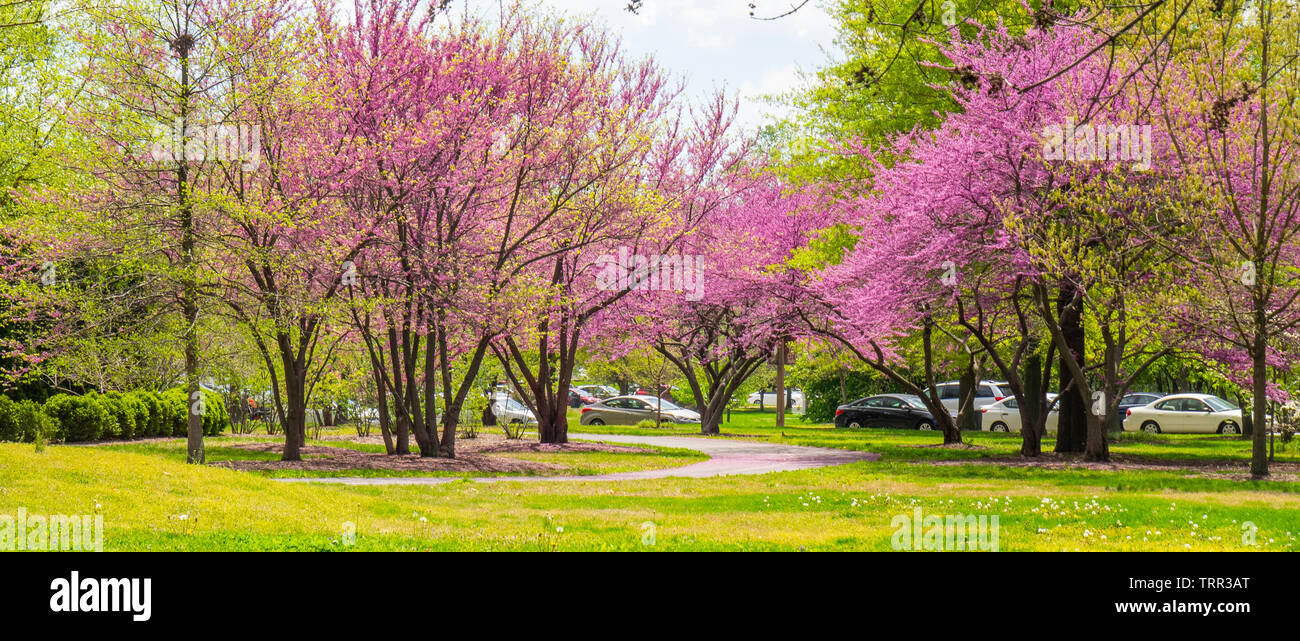 Eastern redbud trees Cercis canadensis in bloom in Forest Park St Loius