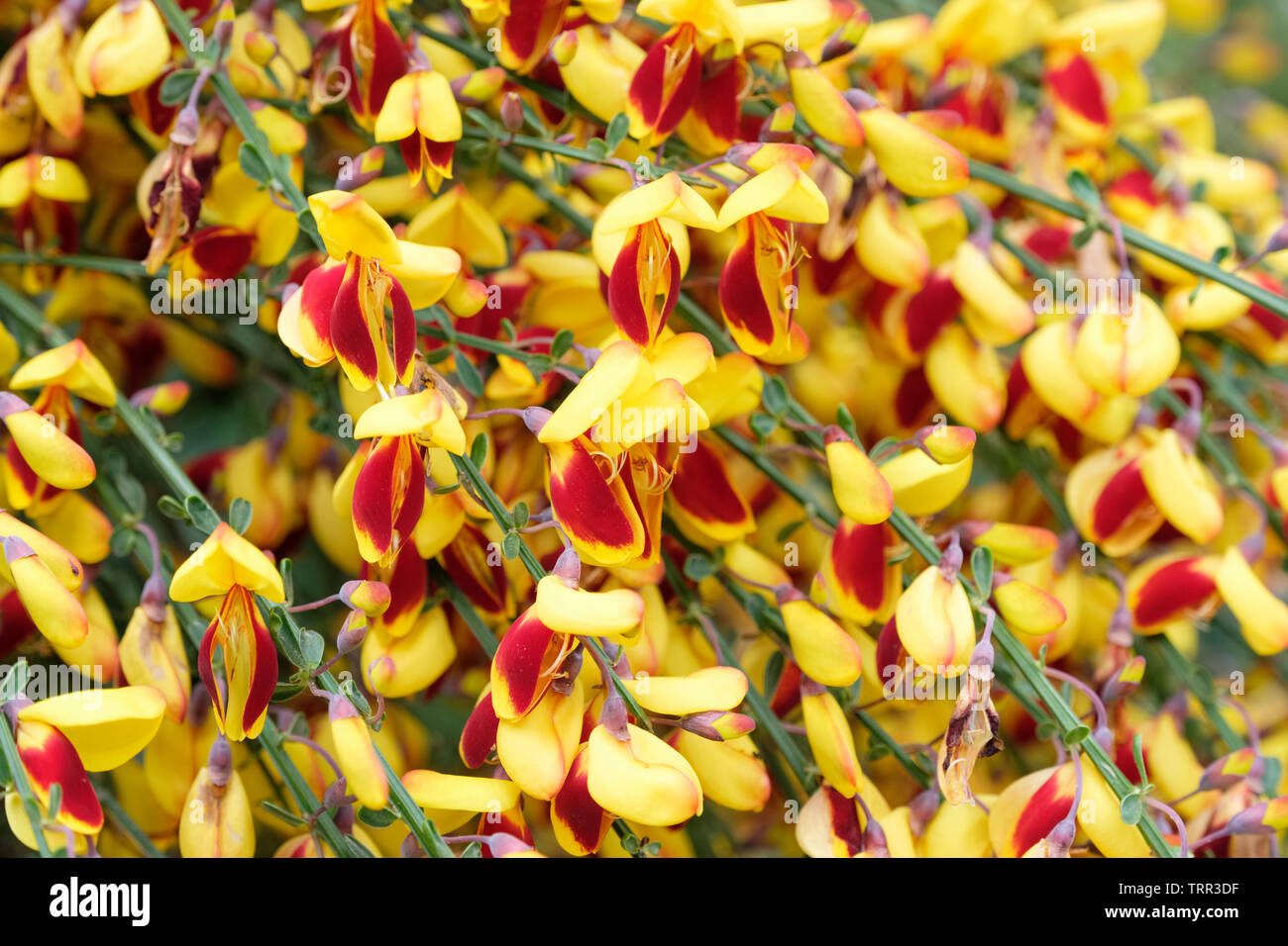 Close-up of dark red/yellow flowers of the deciduous shrub common broom, Cytisus scoparius f. andreanus Stock Photo
