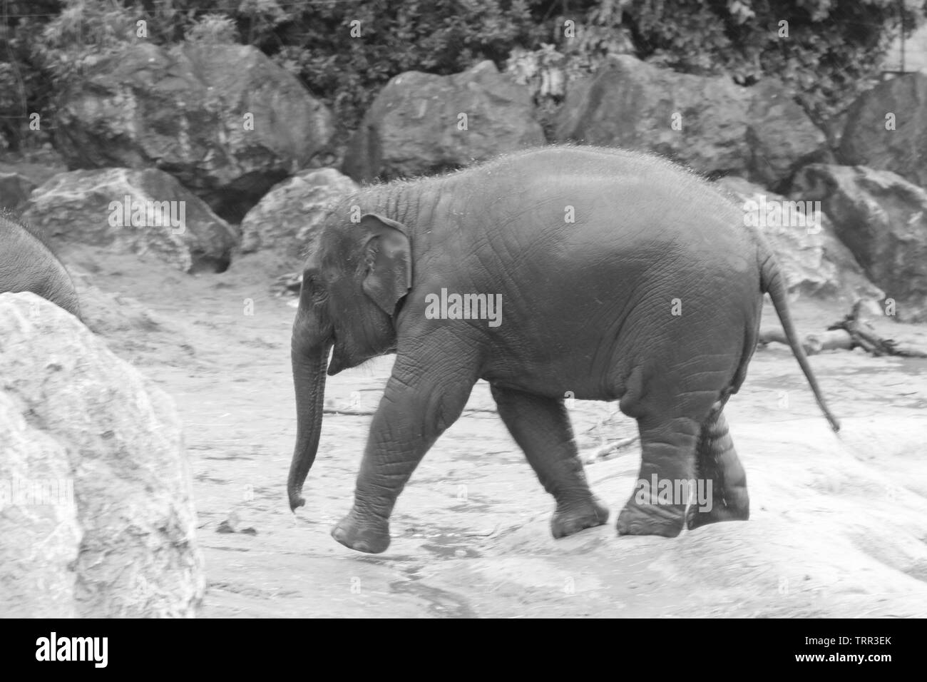 Asian elephant at Chester zoo, Chester Cheshire Stock Photo Alamy