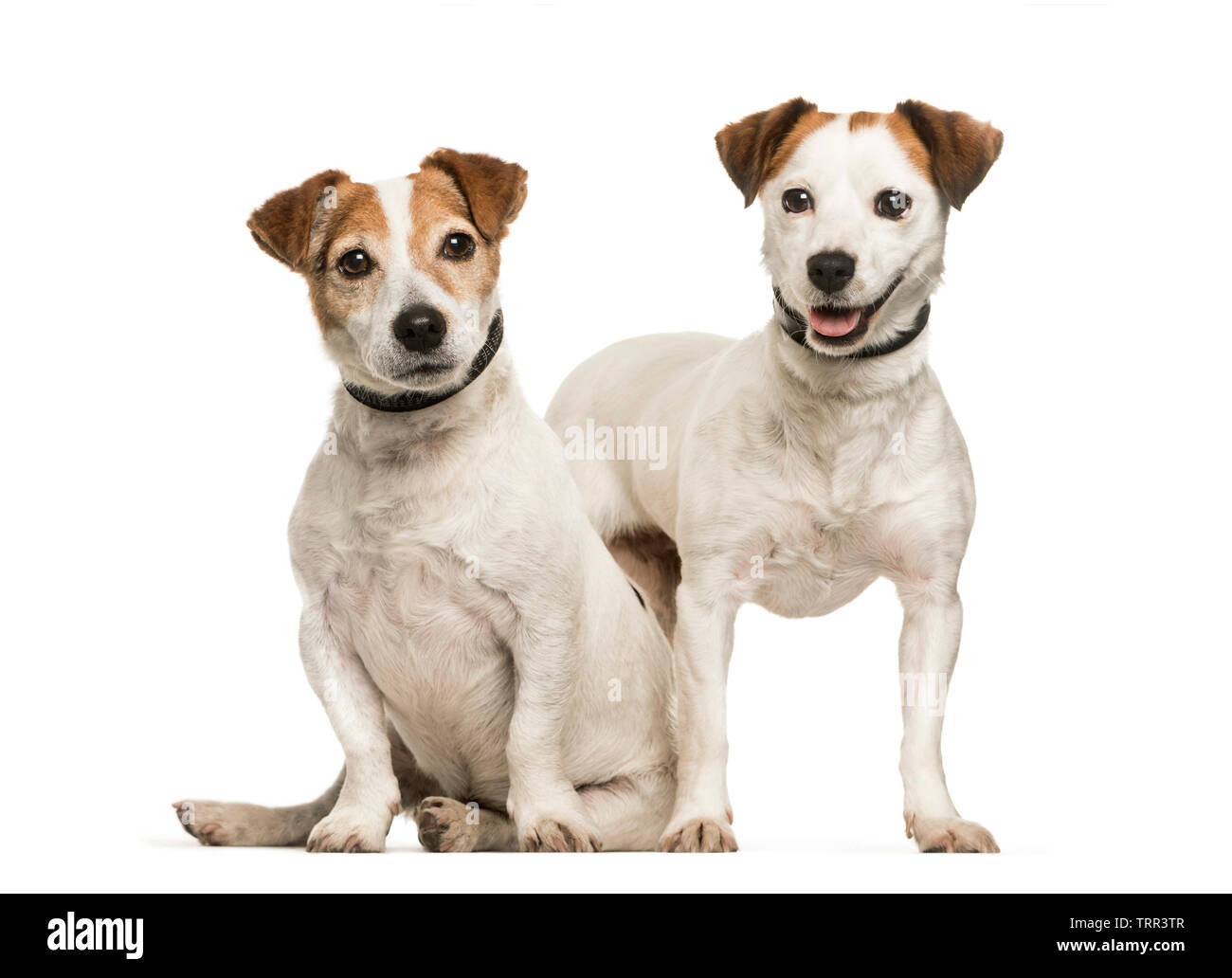 Jack Russell, 8 years and 4 years old, sitting in front of white background Stock Photo