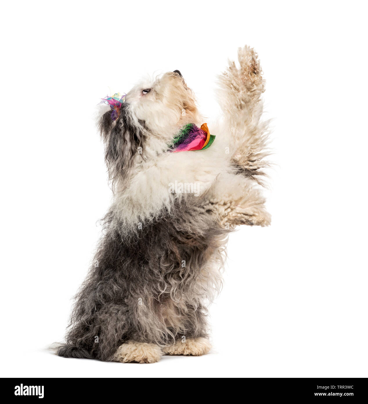 Mixed-breed dog sitting in front of white background Stock Photo