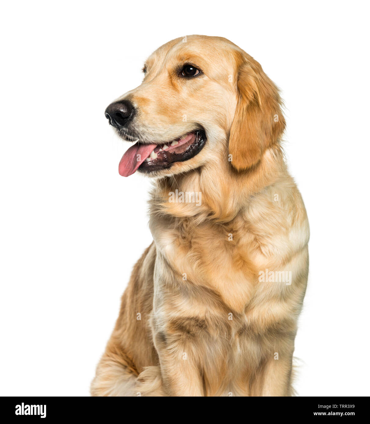 Golden Retriever sitting in front of white background Stock Photo - Alamy