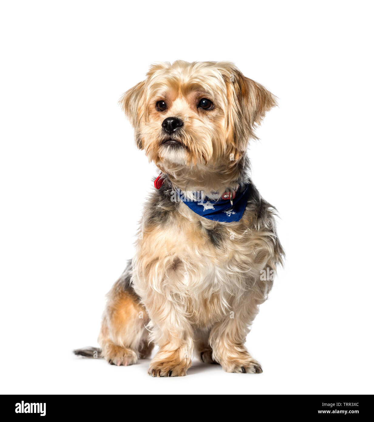Mixed-breed dog between terrier and Shih sitting in front of white background Photo -