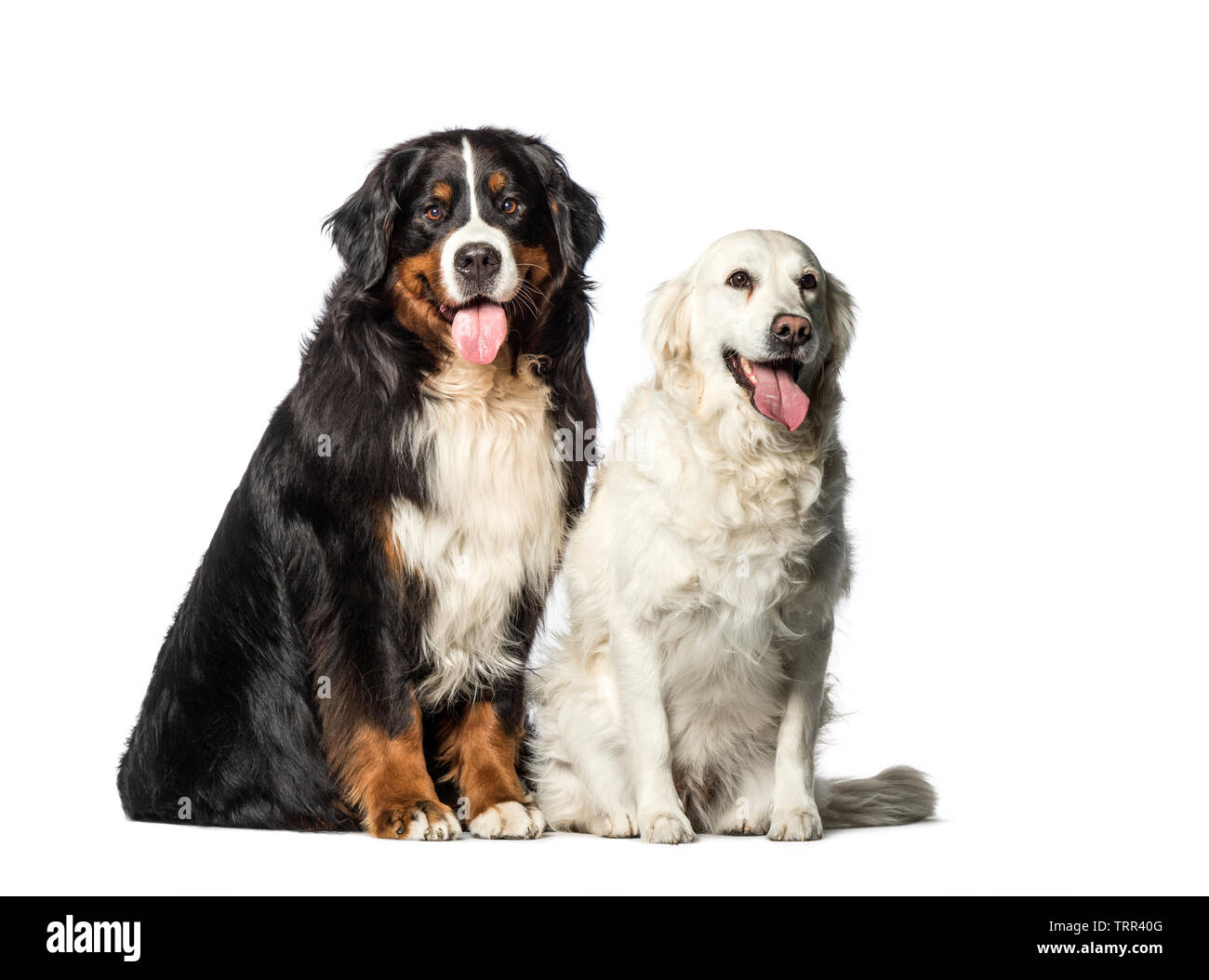 Bernese Mountain dog, Golden Retriever sitting in front of white background  Stock Photo - Alamy