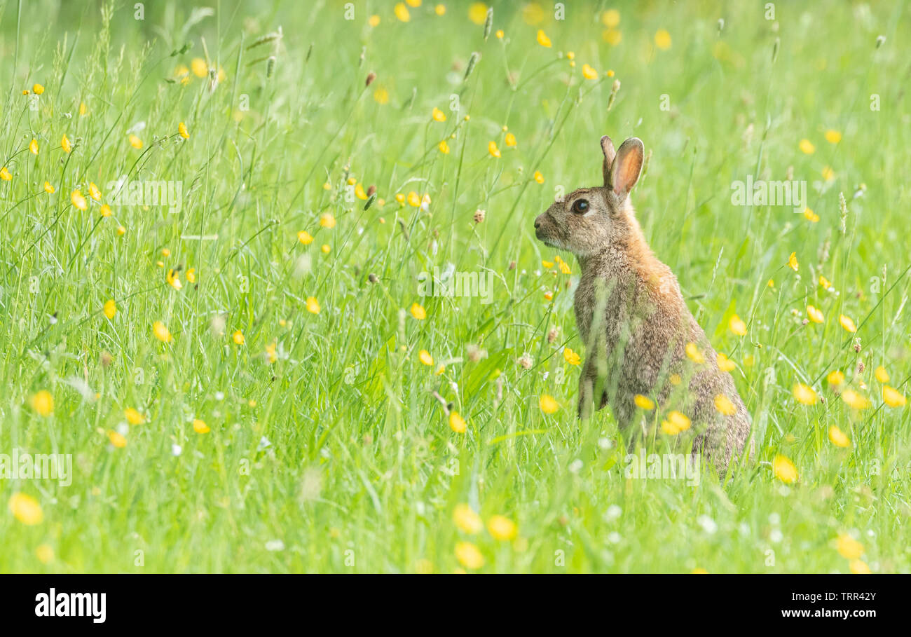 A single wild rabbit (UK) up on it's hind legs in a field of buttercups. Stock Photo