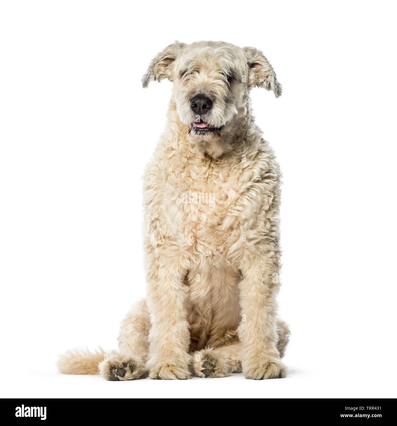 Bouvier des Flandres sitting in front of white background Stock Photo