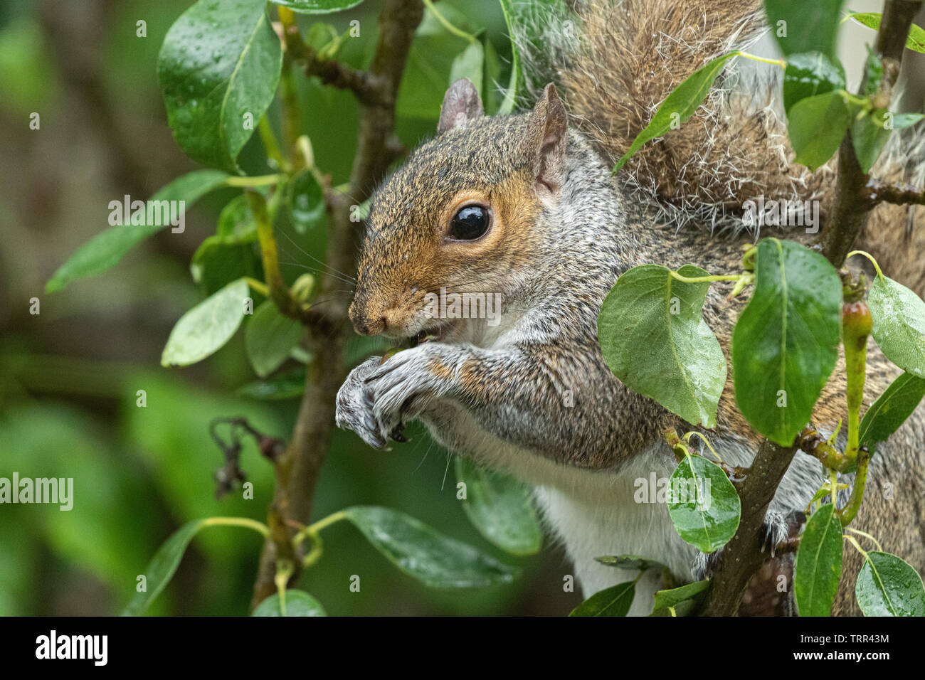 A grey squirrel n a tree eating very small, unripe pears. Stock Photo