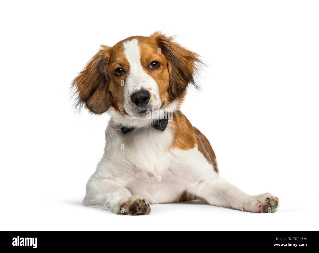 Kooikerhondje, 4 months old, lying in front of white background Stock Photo