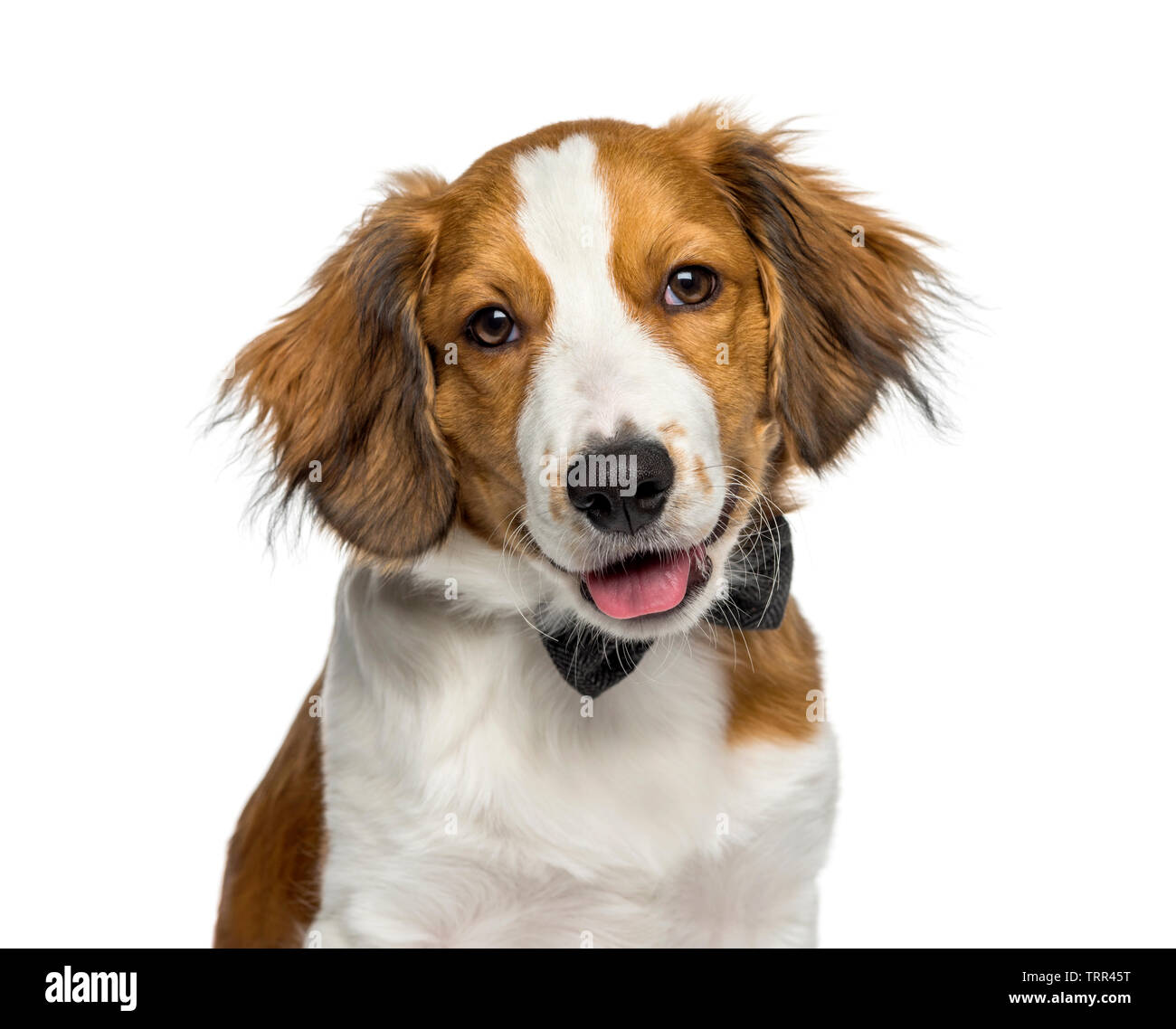 Kooikerhondje Puppy High Resolution Stock Photography And Images Alamy