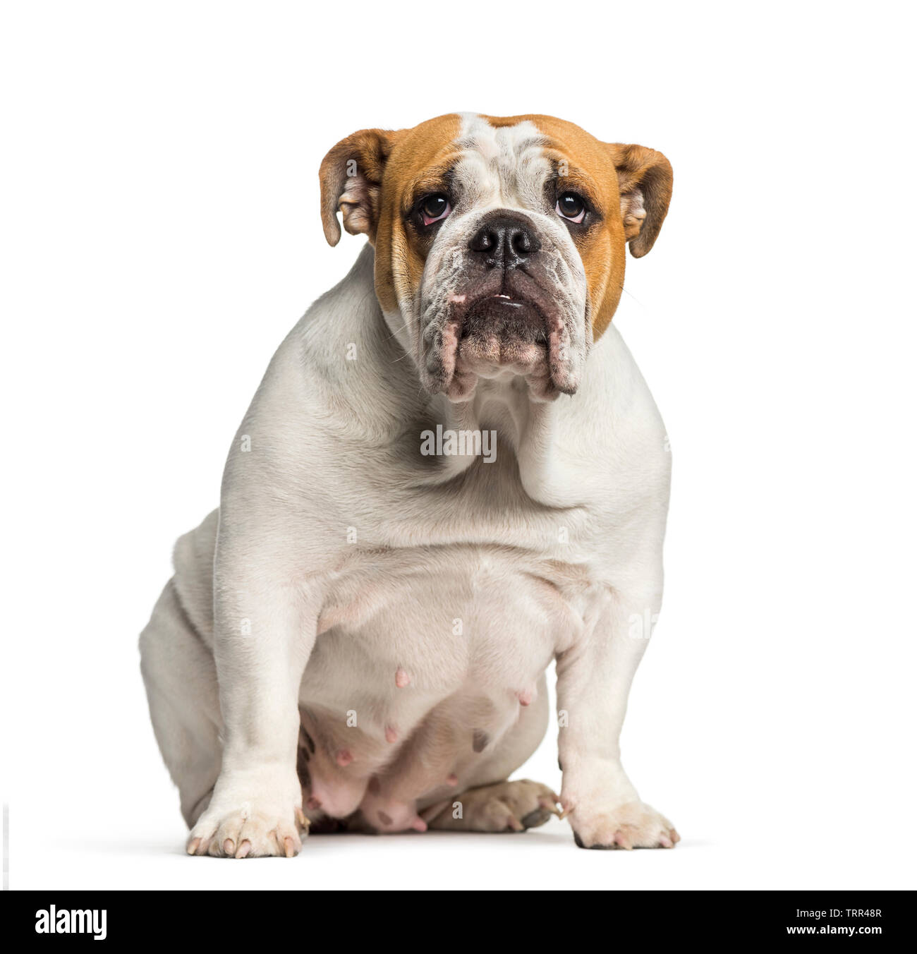 British Bulldog, English Bulldog, 10 months old, sitting in front of