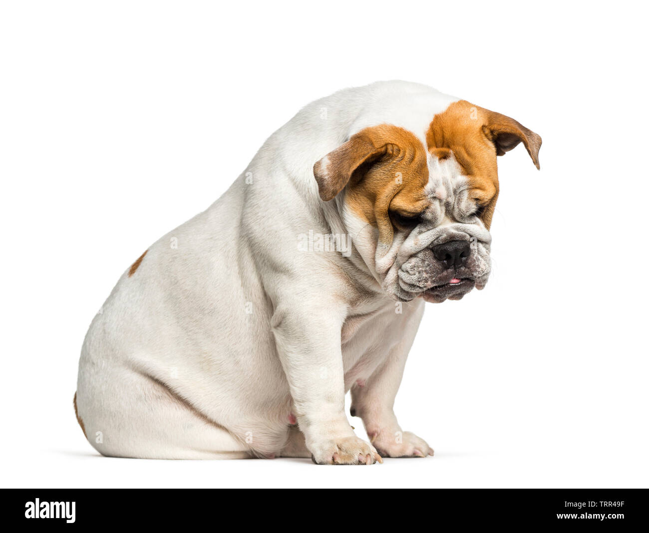 British Bulldog, English Bulldog, 10 months old, sitting in front of