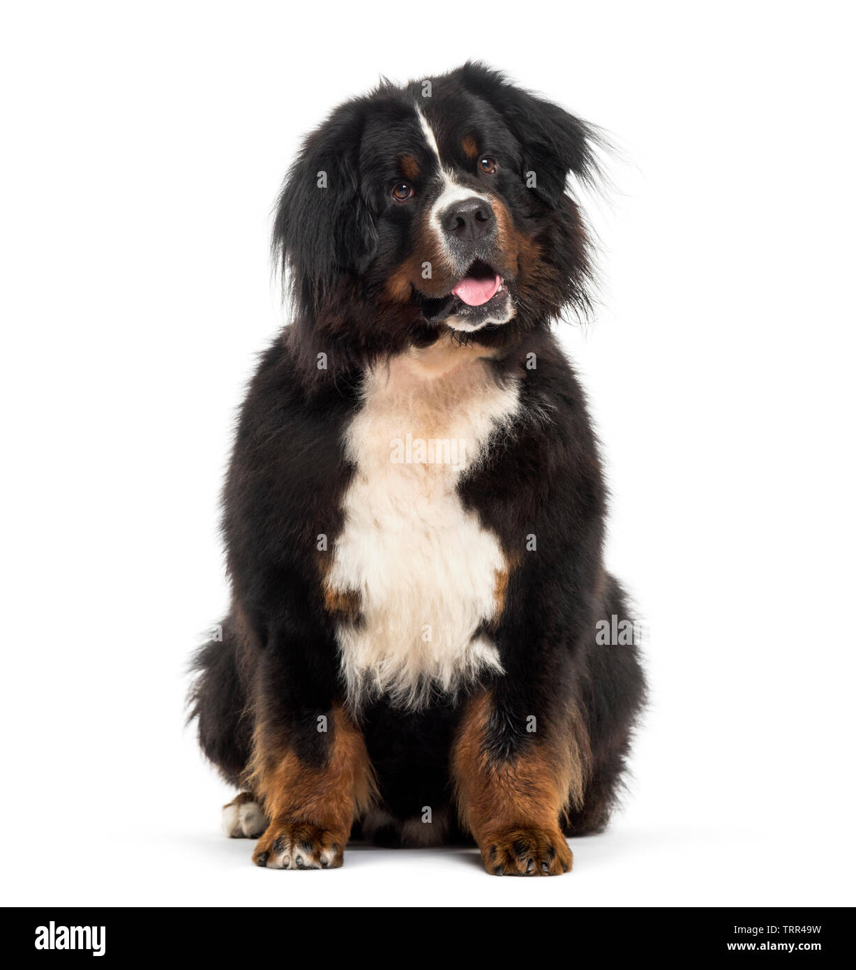 Bernese Mountain dog sitting in front of white background Stock Photo ...