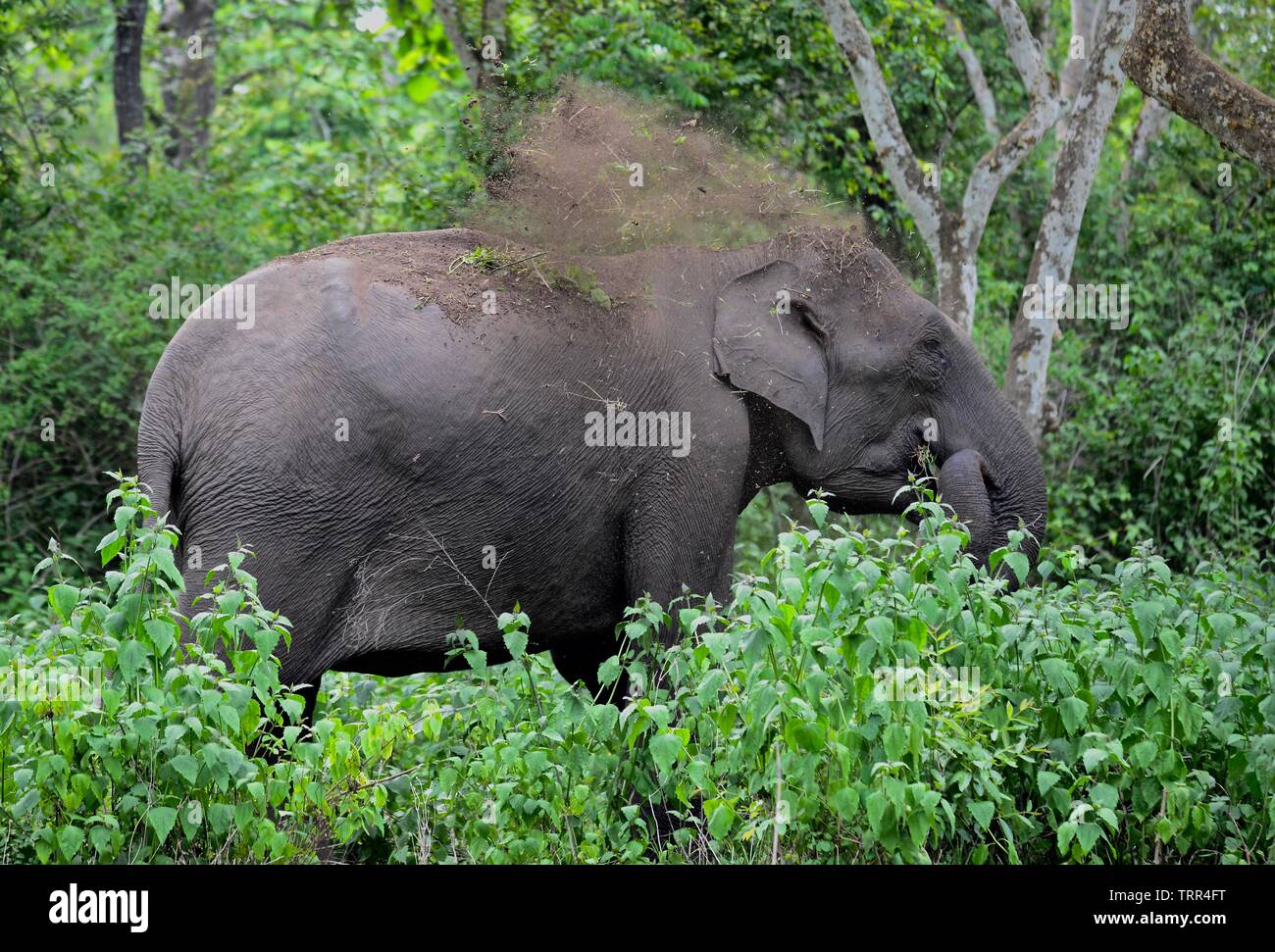 The Indian elephant Stock Photo