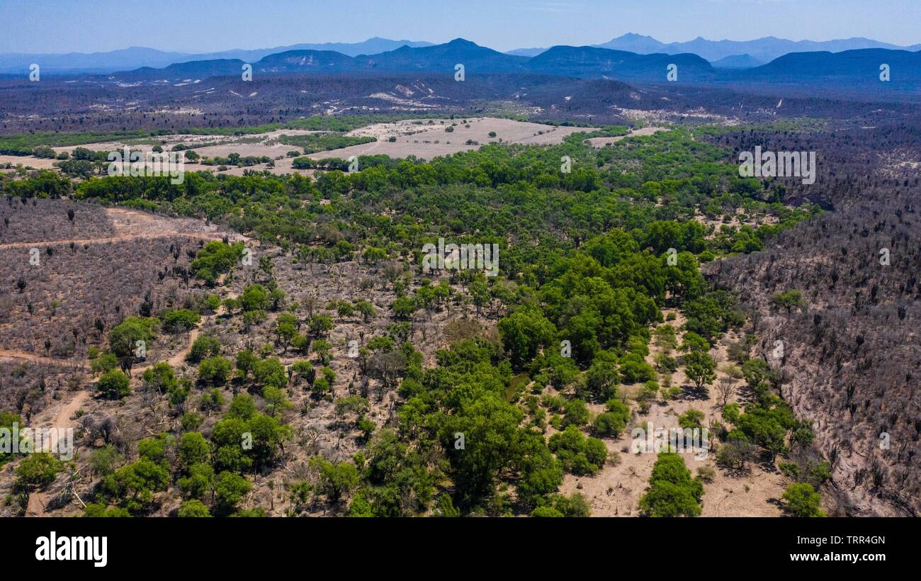 Aerial view of the trees and green areas around the town of Quiriego, Sonora.Vista Aérea de los arboles y  areas verde en los alrededores de pueblo de Quiriego, Sonora.  (Photo: LuisGiutierrez/NortePhoto) Stock Photo