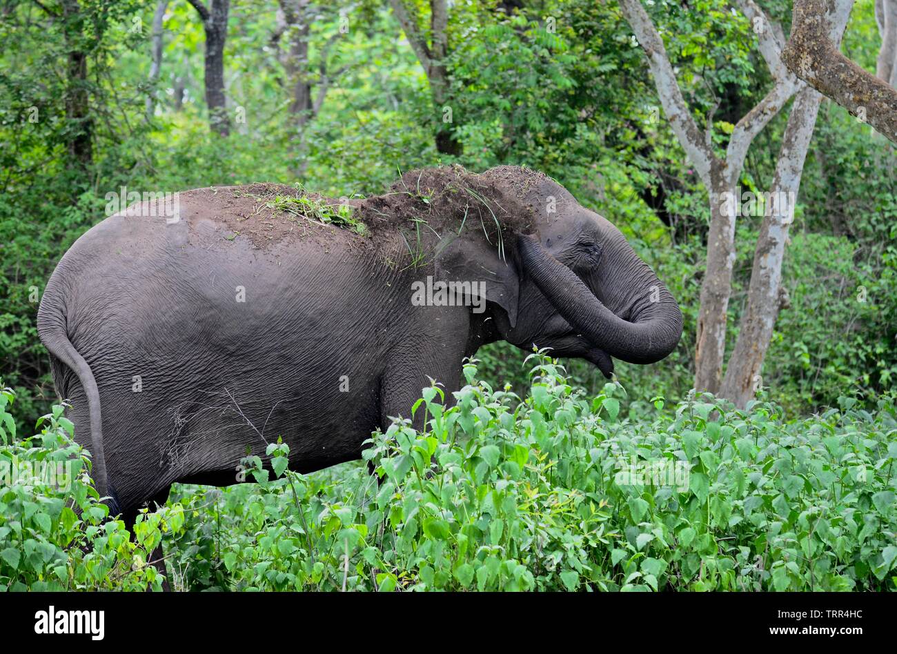 The Indian elephant Stock Photo