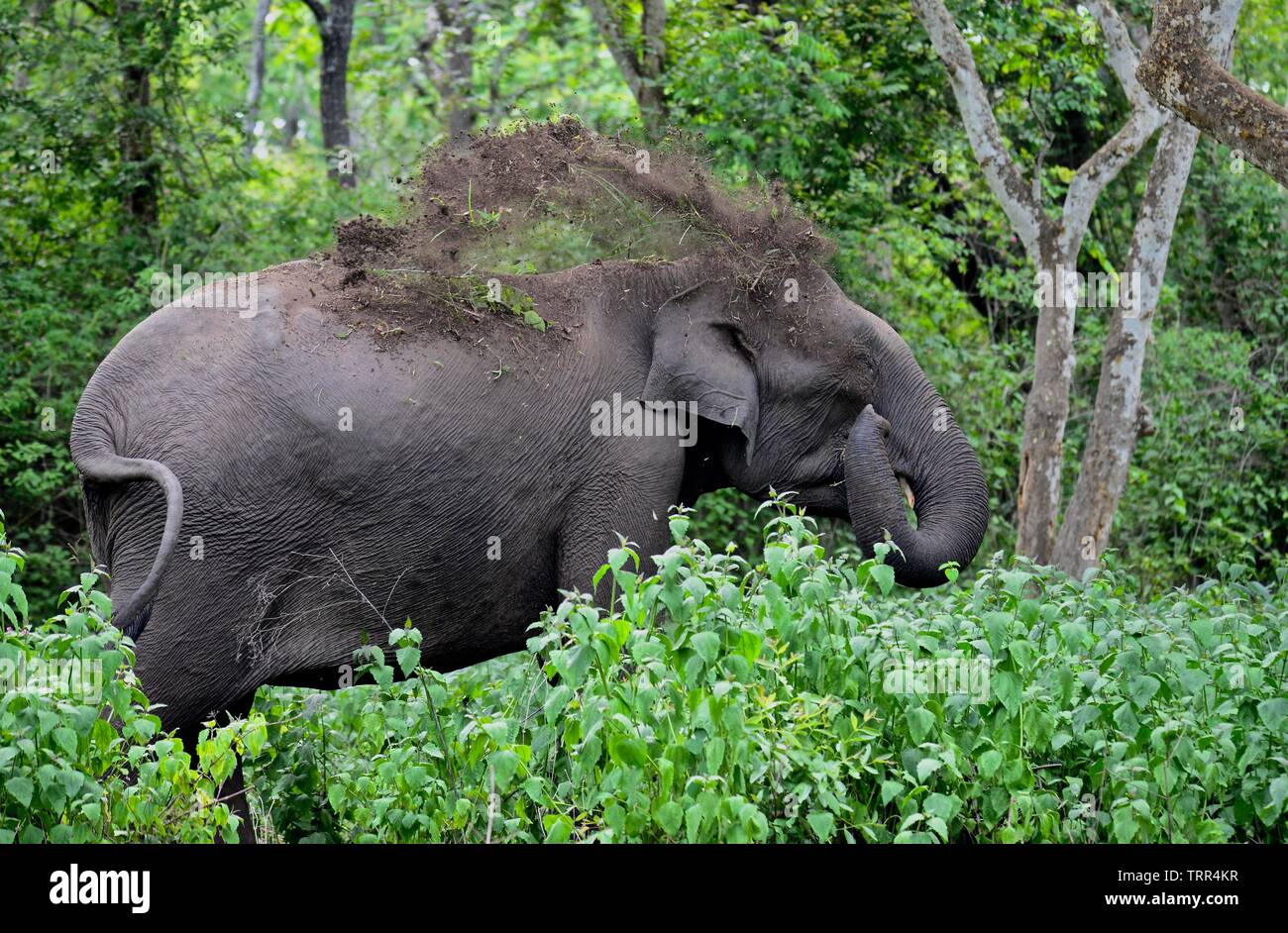 The Indian elephant Stock Photo