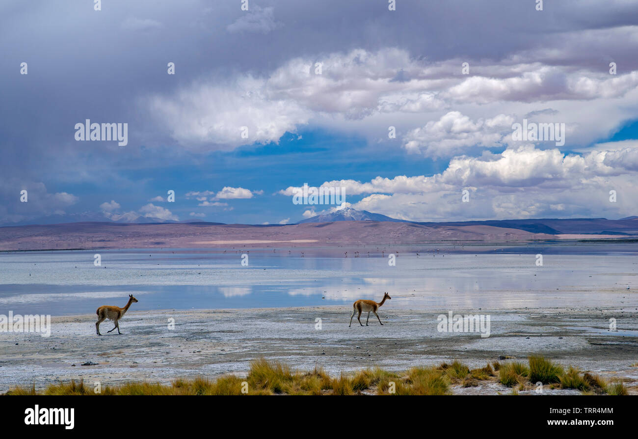 two alpacas in the remote and beautiful landscape of laguna blanva in Bolivia Stock Photo