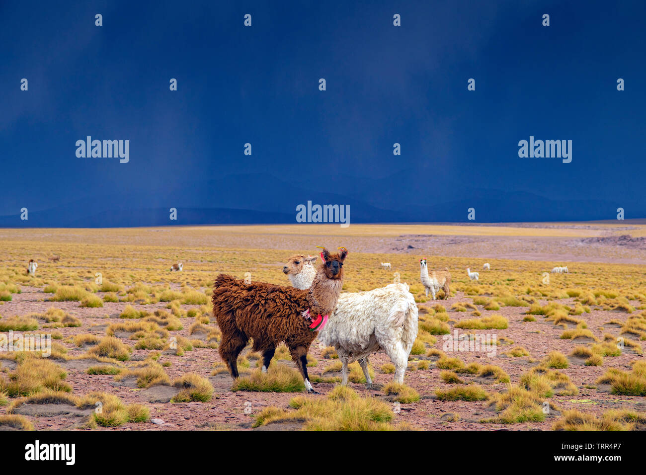 two lamas in  wide and open landscape of bolivian altiplano, southamerica Stock Photo