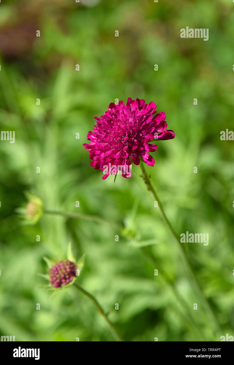 knautia macedonica Stock Photo Alamy