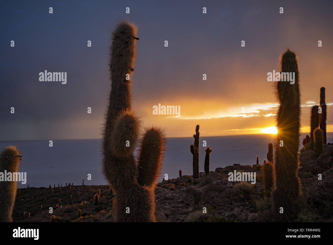 sunrise at incahuasi island, salar de uyuni, bolivia, southamerica Stock Photo