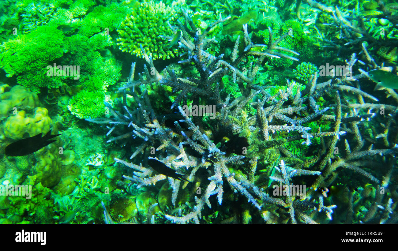 Colonies of corals abound in the island of Siete Pecados, one of the islands in Coron. These colourful living creatures are popular with snorkelers . Stock Photo