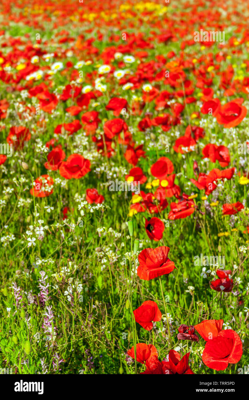 Bright red poppies during spring or summer. Poppy field, meadow or pasture. Stock Photo