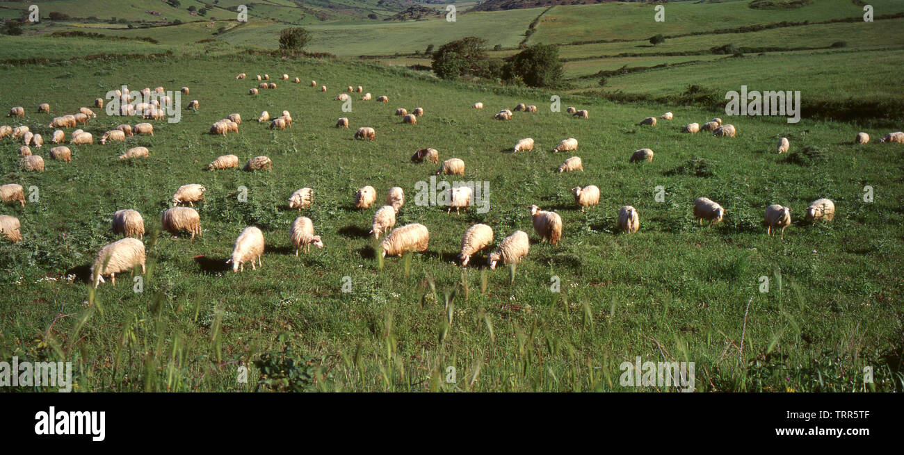 Typical landscape of Sardinia countryside (scanned from Fujichrome Vlevia) Stock Photo