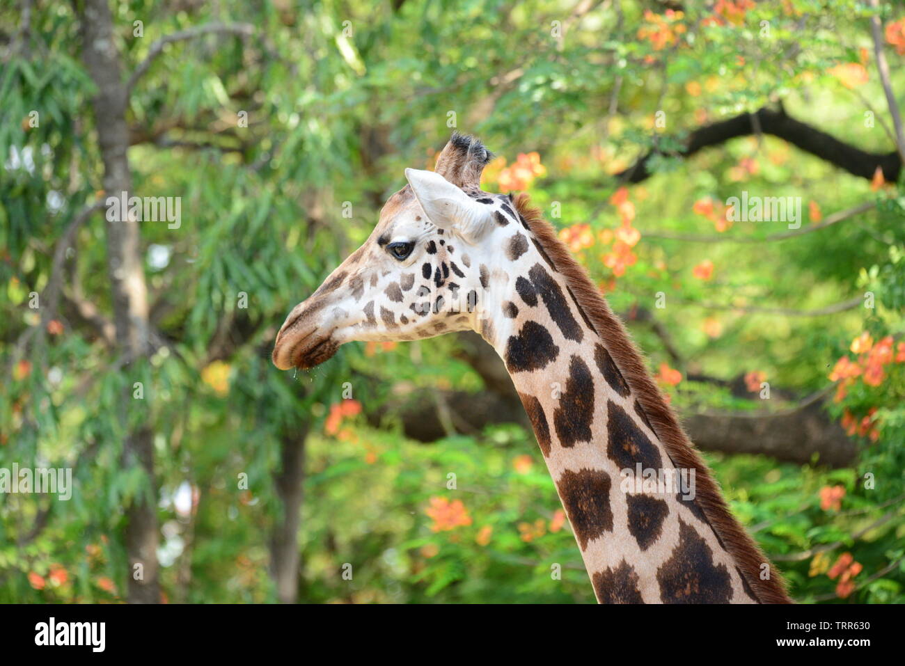 African even-toed ungulate mammals GIRAFFE Stock Photo