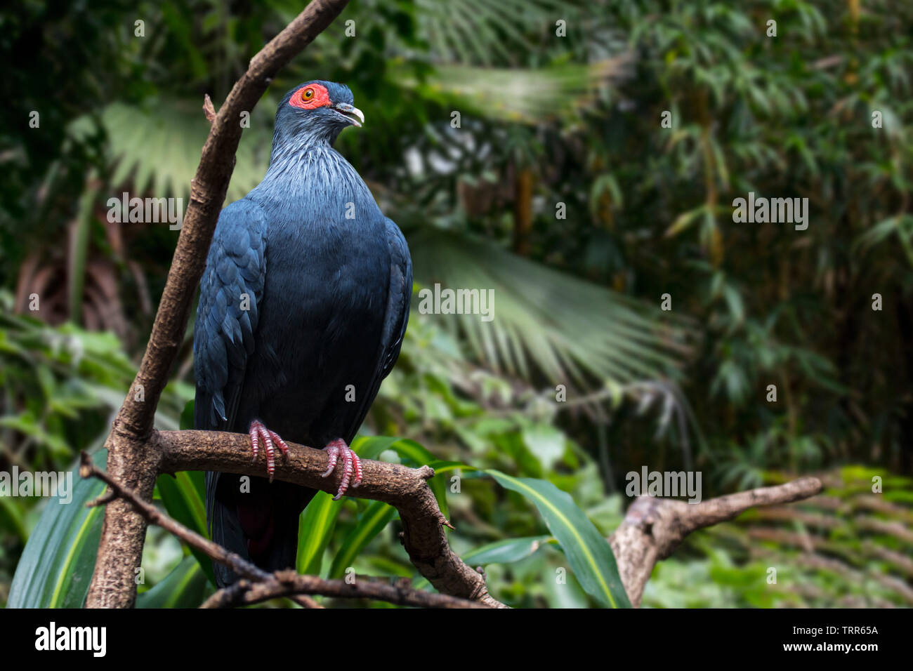 Madagascan blue pigeon (Alectroenas madagascariensis / Columba madagascariensis) endemic to Madagascar, Africa Stock Photo